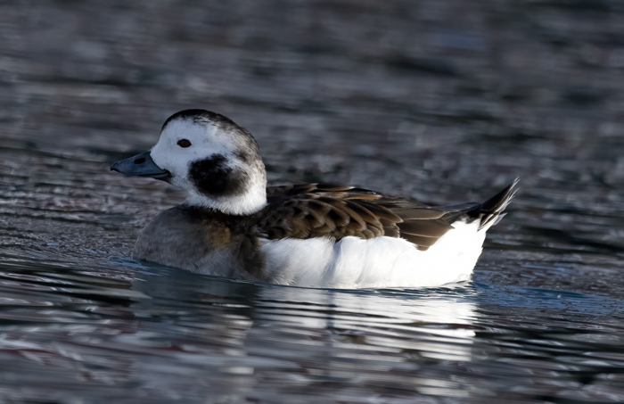 Long-tailed_Duck_23_Norway_041