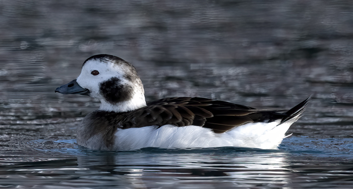 Long-tailed_Duck_23_Norway_042
