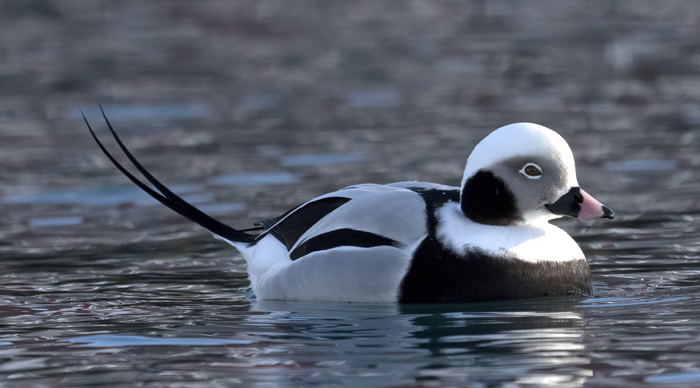 Long-tailed_Duck_23_Norway_050