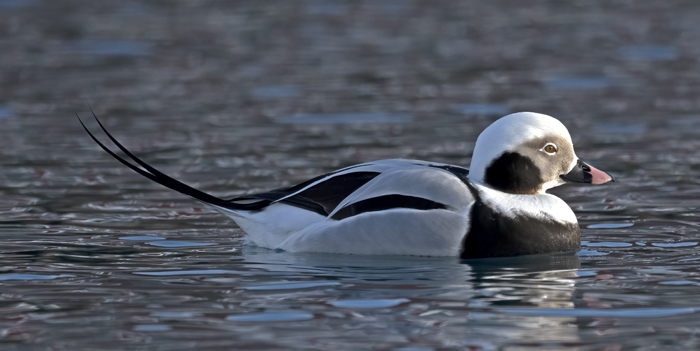 Long-tailed_Duck_23_Norway_052