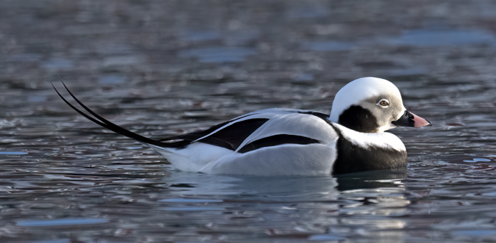 Long-tailed_Duck_23_Norway_053