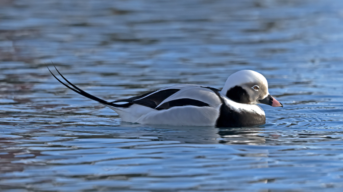 Long-tailed_Duck_23_Norway_058