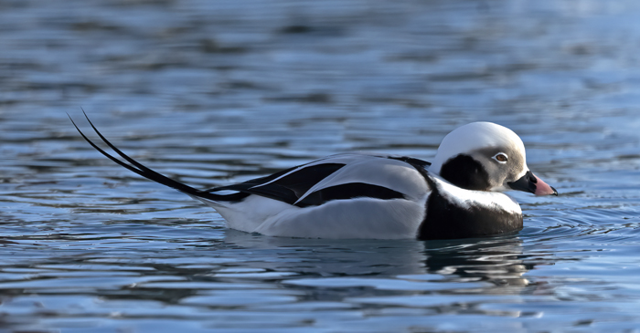 Long-tailed_Duck_23_Norway_059