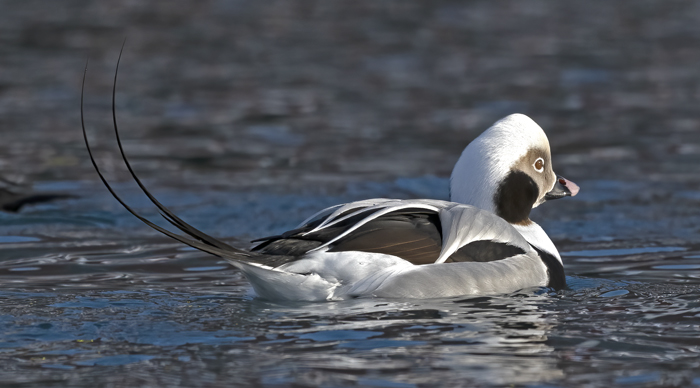 Long-tailed_Duck_23_Norway_060