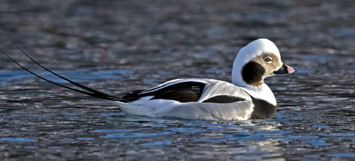 Long-tailed_Duck_23_Norway_062