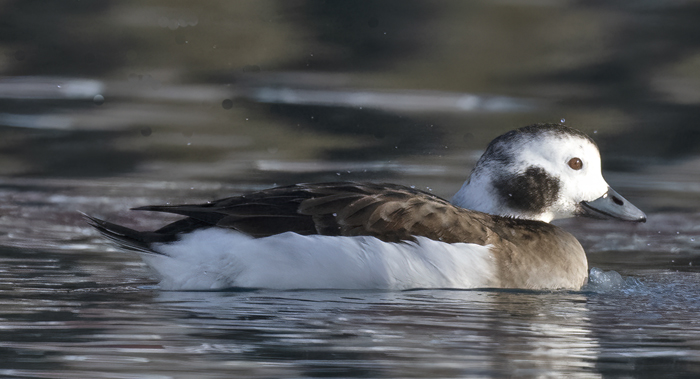 Long-tailed_Duck_23_Norway_068