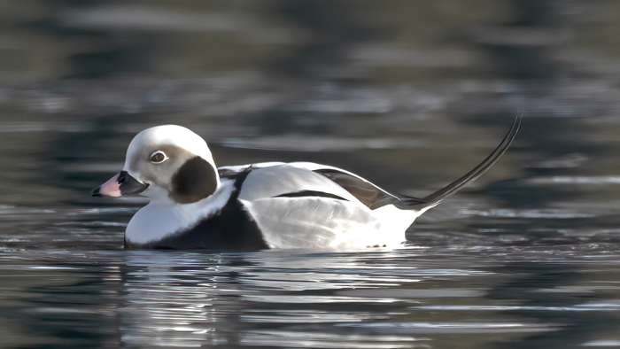 Long-tailed_Duck_23_Norway_075