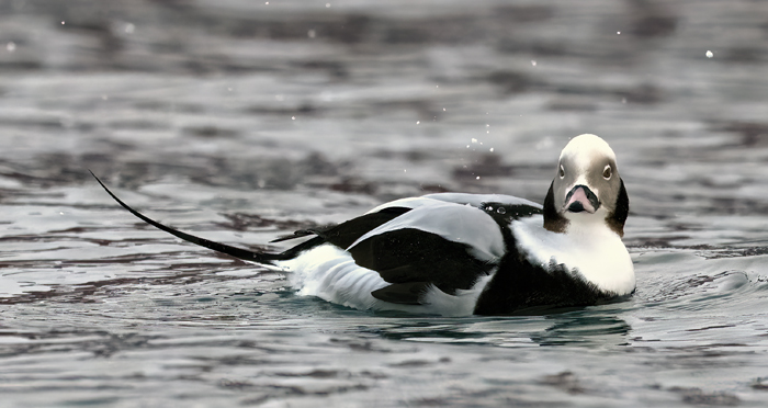 Long-tailed_Duck_23_Norway_082