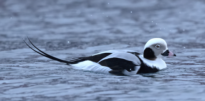 Long-tailed_Duck_23_Norway_084