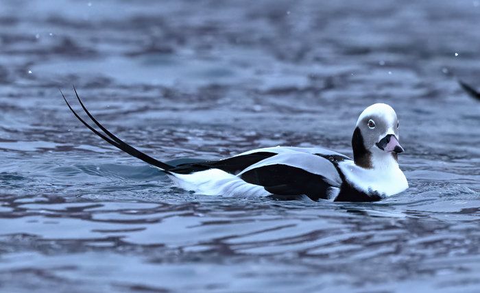 Long-tailed_Duck_23_Norway_085