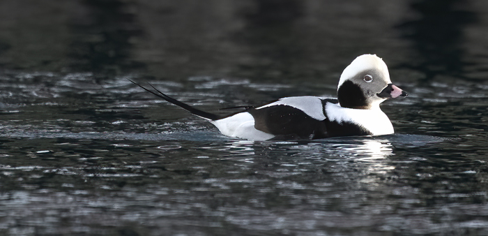 Long-tailed_Duck_23_Norway_087