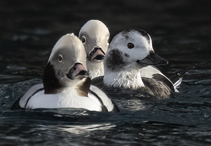 Long-tailed_Duck_23_Norway_106