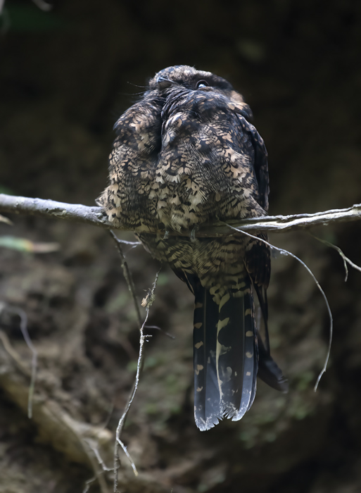 Lyre-tailed_Nightjar_18_Ecuador_004