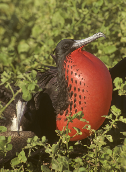Magnificant_Frigetbird_97_Galapagos_019