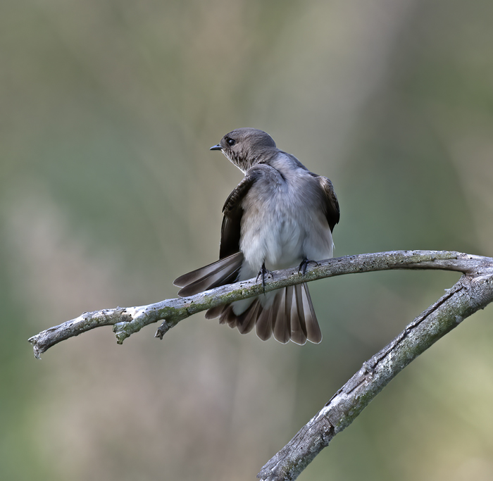 Northern_Rough-winged_Swallow_18_CA_008