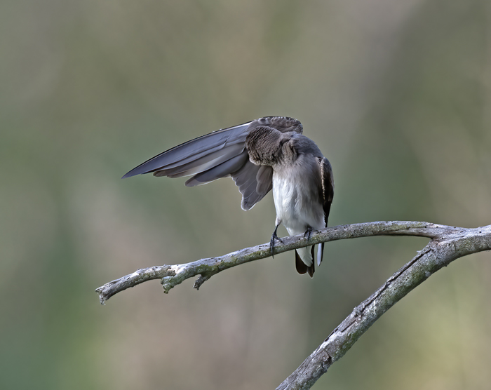 Northern_Rough-winged_Swallow_18_CA_009