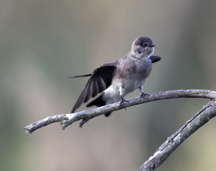 Northern_Rough-winged_Swallow_18_CA_012