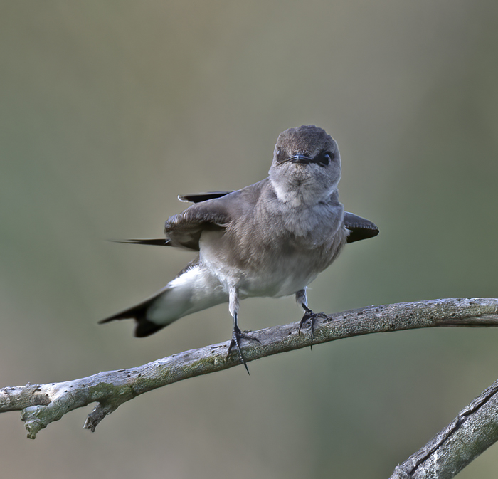 Northern_Rough-winged_Swallow_18_CA_013