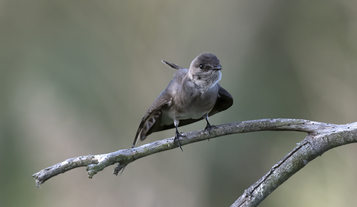 Northern_Rough-winged_Swallow_18_CA_018