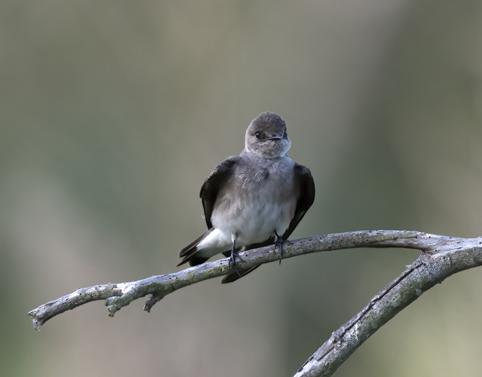 Northern_Rough-winged_Swallow_18_CA_019