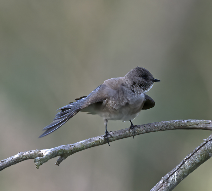 Northern_Rough-winged_Swallow_18_CA_020