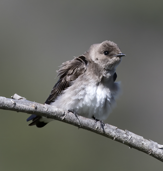 Northern_Rough-winged_Swallow_18_CA_024