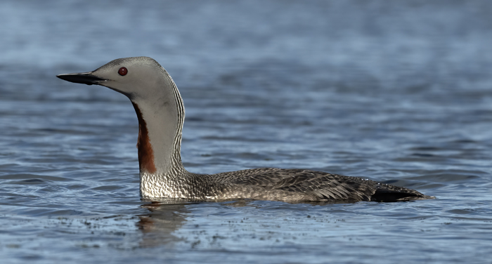 Red-throated_Loon_22_Iceland_009