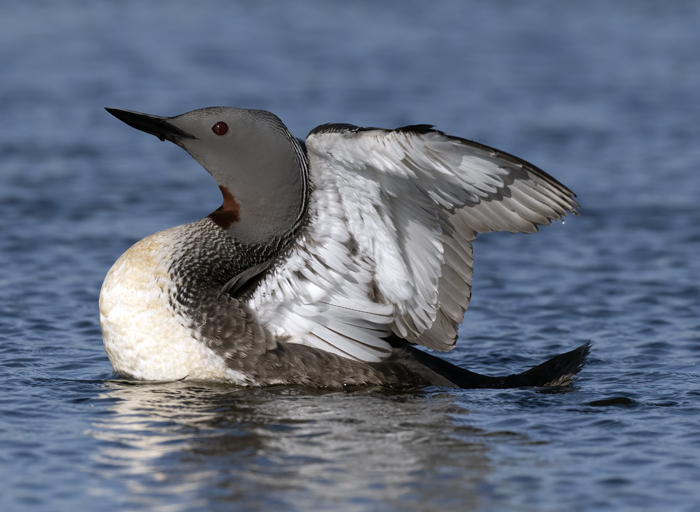 Red-throated_Loon_22_Iceland_012