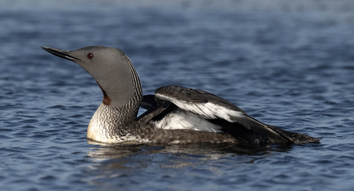 Red-throated_Loon_22_Iceland_019