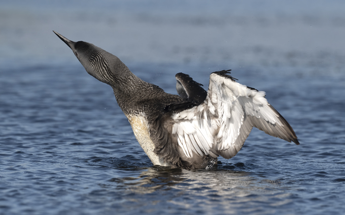 Red-throated_Loon_22_Iceland_022