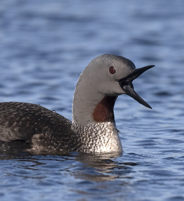 Red-throated_Loon_22_Iceland_025