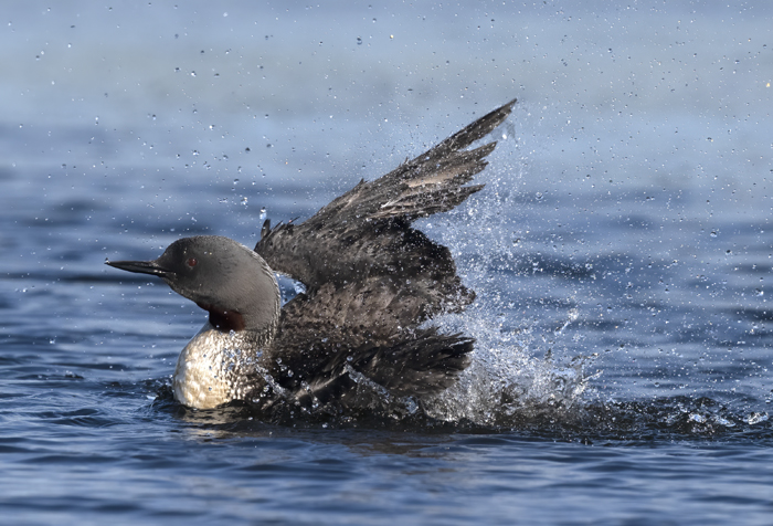 Red-throated_Loon_22_Iceland_032