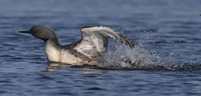 Red-throated_Loon_22_Iceland_035