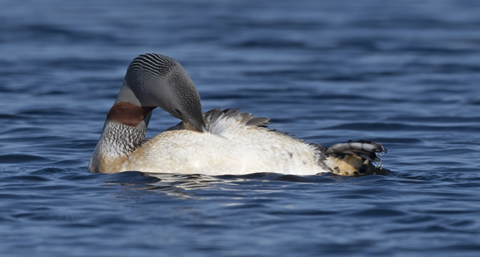 Red-throated_Loon_22_Iceland_037