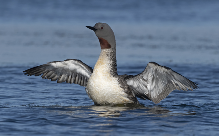 Red-throated_Loon_22_Iceland_047