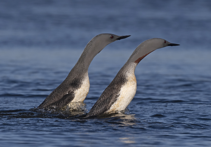 Red-throated_Loon_22_Iceland_054