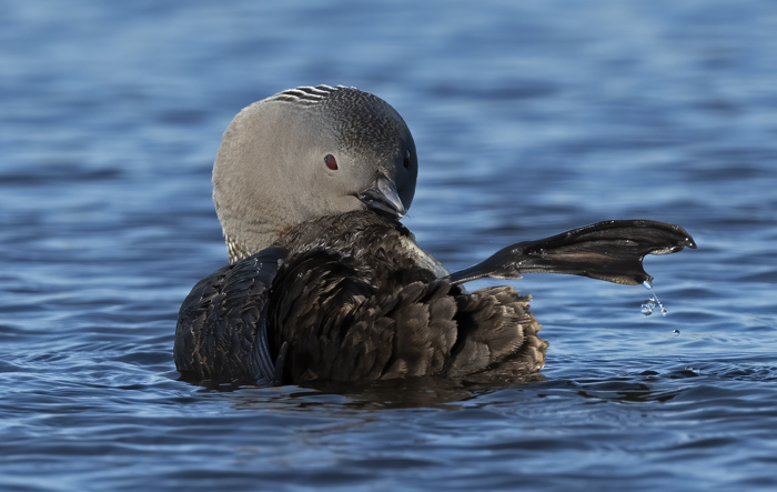 Red-throated_Loon_22_Iceland_076