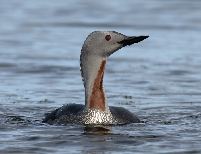 Red-throated_Loon_22_Iceland_232