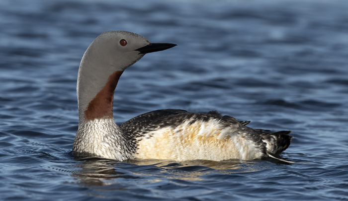 Red-throated_Loon_22_Iceland_265