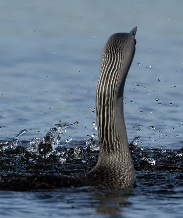 Red-throated_Loon_22_Iceland_270