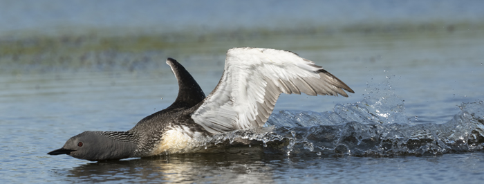 Red-throated_Loon_22_Iceland_280