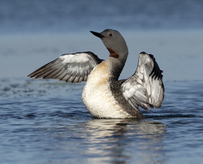 Red-throated_Loon_22_Iceland_344