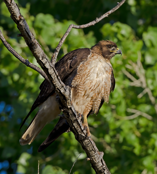Red_Tailed_Hawk_13_CA_078