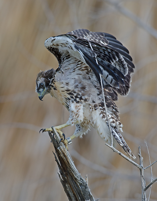 Red_Tailed_Hawk_13_CA_105