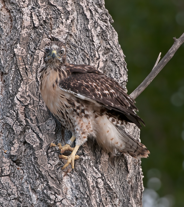 Red_Tailed_Hawk_13_CA_149