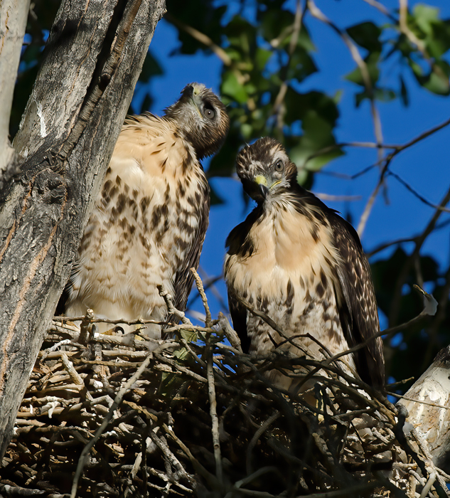 Red_Tailed_Hawk_13_CA_161