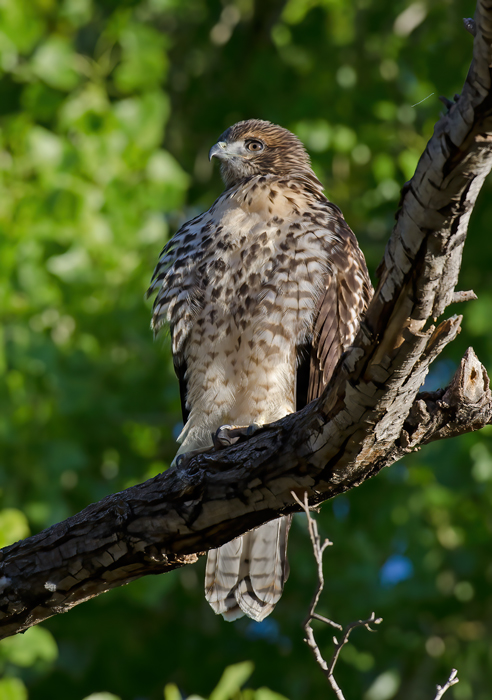 Red_Tailed_Hawk_13_CA_195