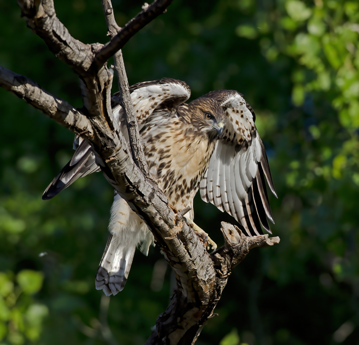 Red_Tailed_Hawk_13_CA_199
