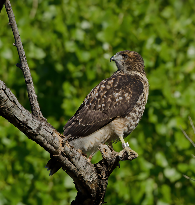 Red_Tailed_Hawk_13_CA_201