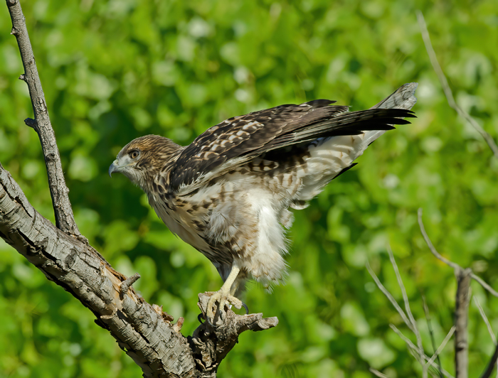 Red_Tailed_Hawk_13_CA_209